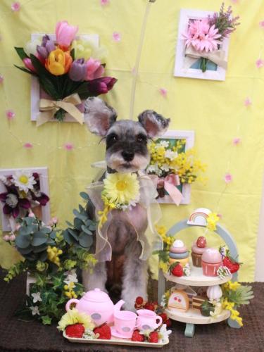 20230323むぎちゃん